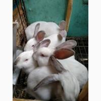 Продам кролей