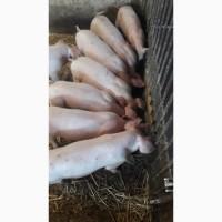 Продам поросята 1, 5 месячные