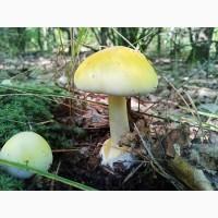 Бліда поганка (Amanita phalloides), цілі сушені гриби