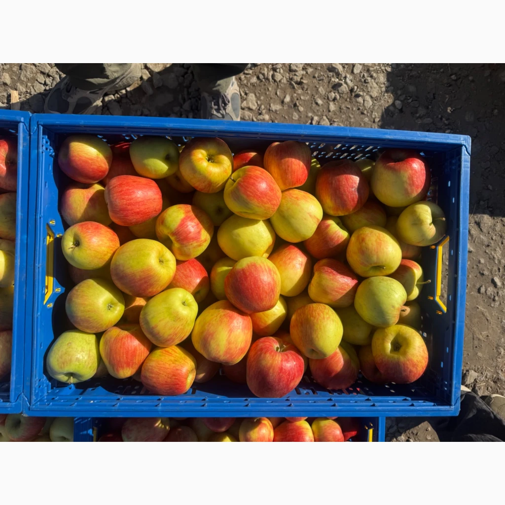 Фото 6. Продам яблука Екстра класу
