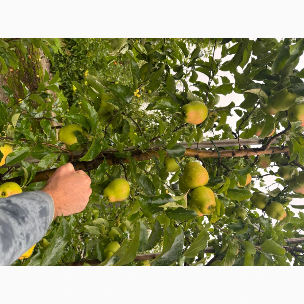 Фото 9. Продам яблука Екстра класу