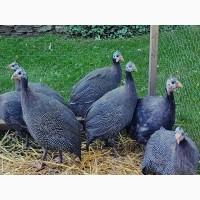 Продається яйце інкубаційне, курчата.цесарка білогруда, блакитна, Сіро-крапчаста, коричнева