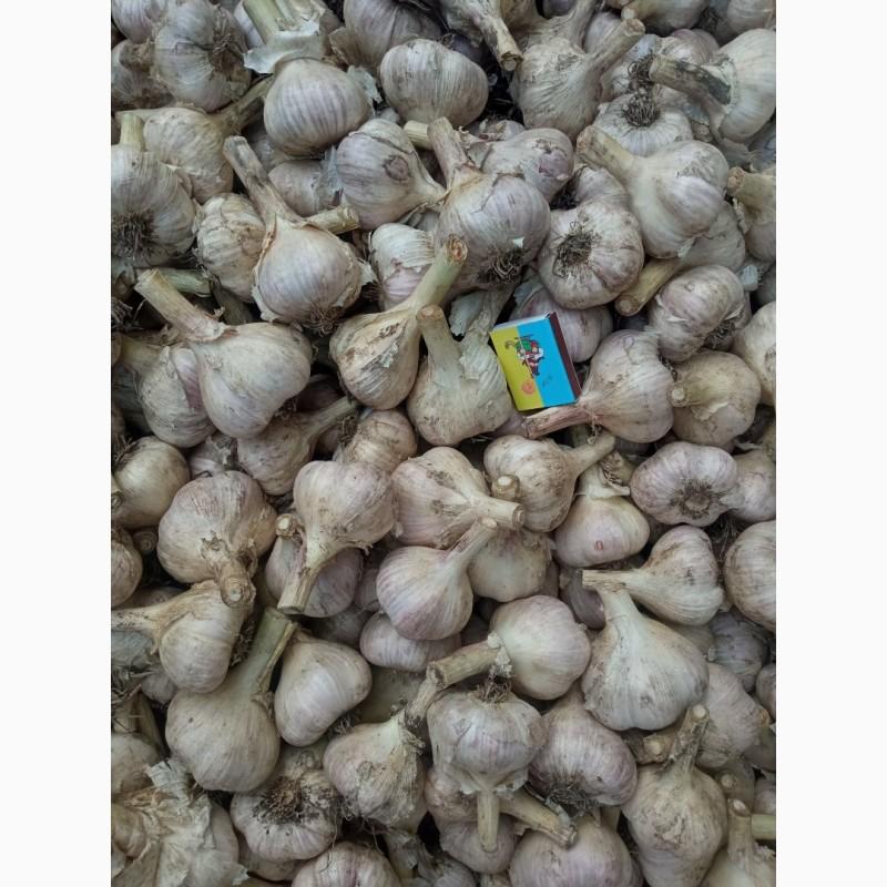 Фото 5. Часник на посадку першої репродукції, сорт Любаша