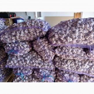 Часник першої репродукції, сорт Любаша