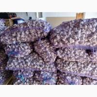 Часник першої репродукції, сорт Любаша