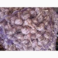 Часник першої репродукції, сорт Любаша