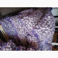 Часник першої репродукції, сорт Любаша