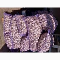 Часник першої репродукції, сорт Любаша