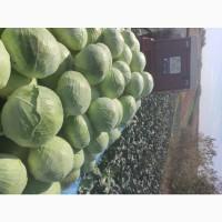 Продаю капусту Агресор