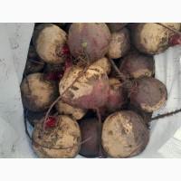 Буряк сорт Камаро 2 гатунок