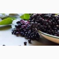 Остер, Козелець. Закуповуємо бузину чорну від 3 тонн | Свіжа або заморожена