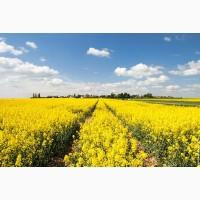 Компанія Экспортер Закуповує дорого Ріпак Сою у Виробника