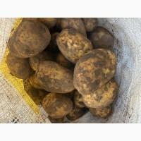 Продам товарну картоплю, сорт Раномі