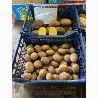 Продам Насінєву картоплю 2 Репродукції Мікадо. Сорая, Юніверса, Децібел