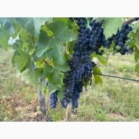 Продам виноград для вина, сорт різні, є обєм