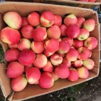 Продам яблука Гала Маст.Хоней Крісп