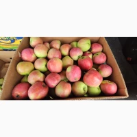 Продам яблука Пірос