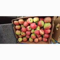 Продам яблука Пірос