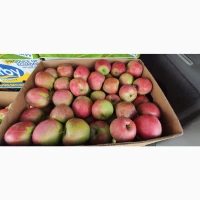 Продам яблука Пірос