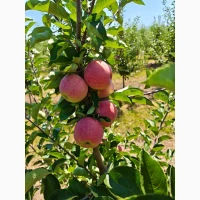 Продам яблука Пірос