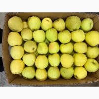 Продам Яблука з холодильника: Чемпіон, Голден, Ліголь