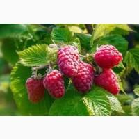 Закупівля свіжої малини гуртом від 10 тонн - Вінниччина