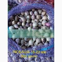 Однозубка часнику сорт Любаша, Ірен, Дюшес