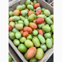 Продаємо бурий та зелений помідор оптом з поля