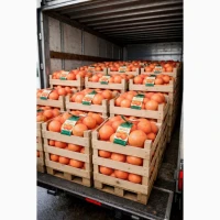Продажа апельсинов и грейпфрутов оптом»