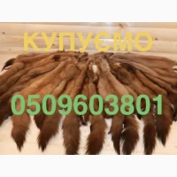 Купуємо дорого шкіри куниці/шкури куниць/куниця лісова камʼяна/дорого купуємо по усій Укра