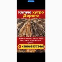 Куплю Шкури Куниці, Видри, Вовка, Лисиці, Ондатри, Тхора, Норки