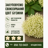 Закуповуємо свіжозірваний цвіт бузини запрошуємо до співпраці