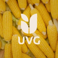 Продаємо кукурудзу