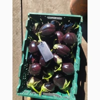 Продамо баклажан гурт
