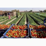Заморожена полуниця шокова заморозка полуниця Б клас для пюре Чернігівська обл. гурт