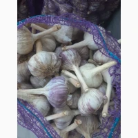 Продам часник Любаша