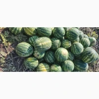 Продам кавун