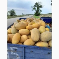 Продам диню Амазін
