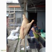 Продам утку живым весом