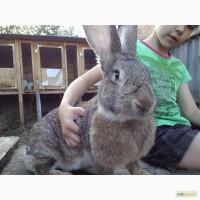 Племенные кроли Бельгийский великан - оберы
