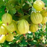 Саженцы крыжовника Hinnomaki Rot, красный крупноплодный