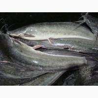 Продам малька кларіевого сома