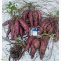 Продам батат