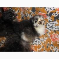 Продам инкубационные яйца