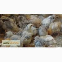 Подрощенные цыплята мясо-яичных пород ( венгерки ) оптом