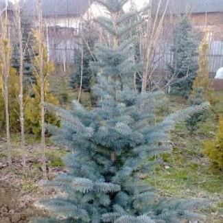 Продам голубі ялини
