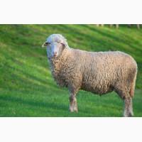 Ягнята, овцы, бараны карпатской породы