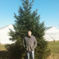 Продаются голубые ели