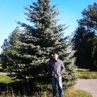 Продаются голубые ели