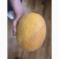 Пр0двжв дыни крупным 0пт0м 0т пр0и380дителя. 803м0жен эксп0рт, 6е3нвли4ный рвс4ет